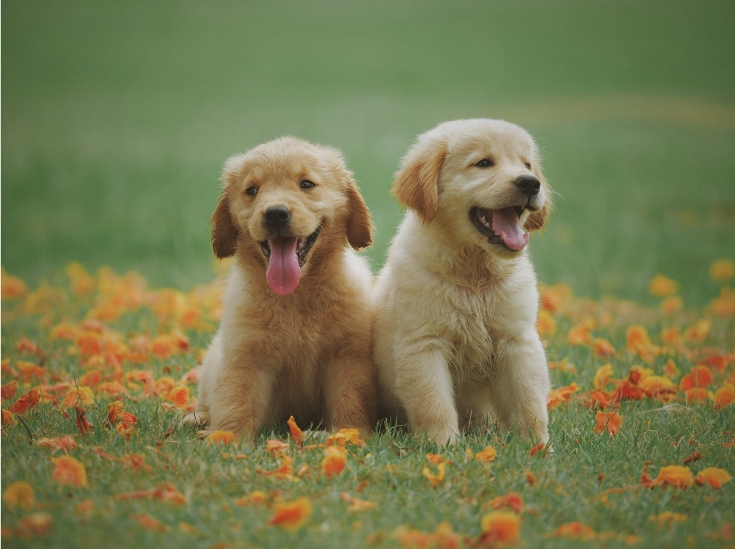 For Puppies